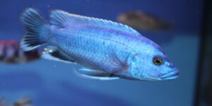 Melanochromis kaskazini